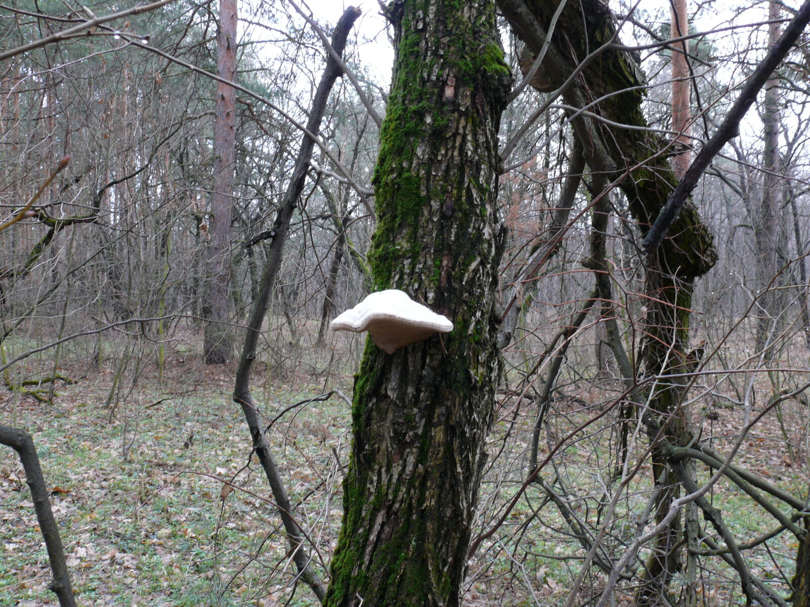 Panasonic DMC-FZ50 sample photo. Mushroom photography