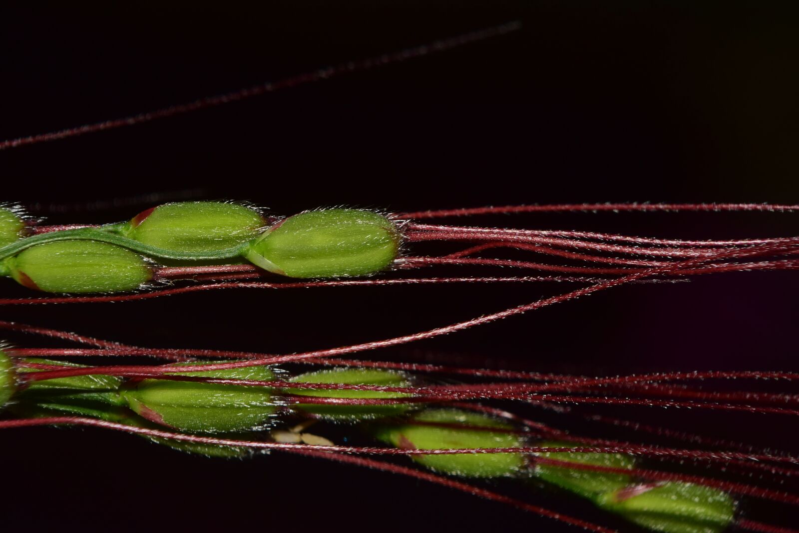 Nikon D3300 sample photo. Rice, close up, rice photography