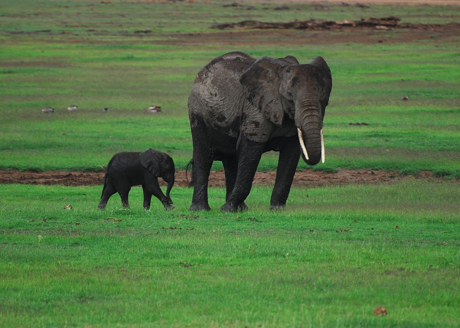 Nikon D200 sample photo. Family, parenthood, elephants photography