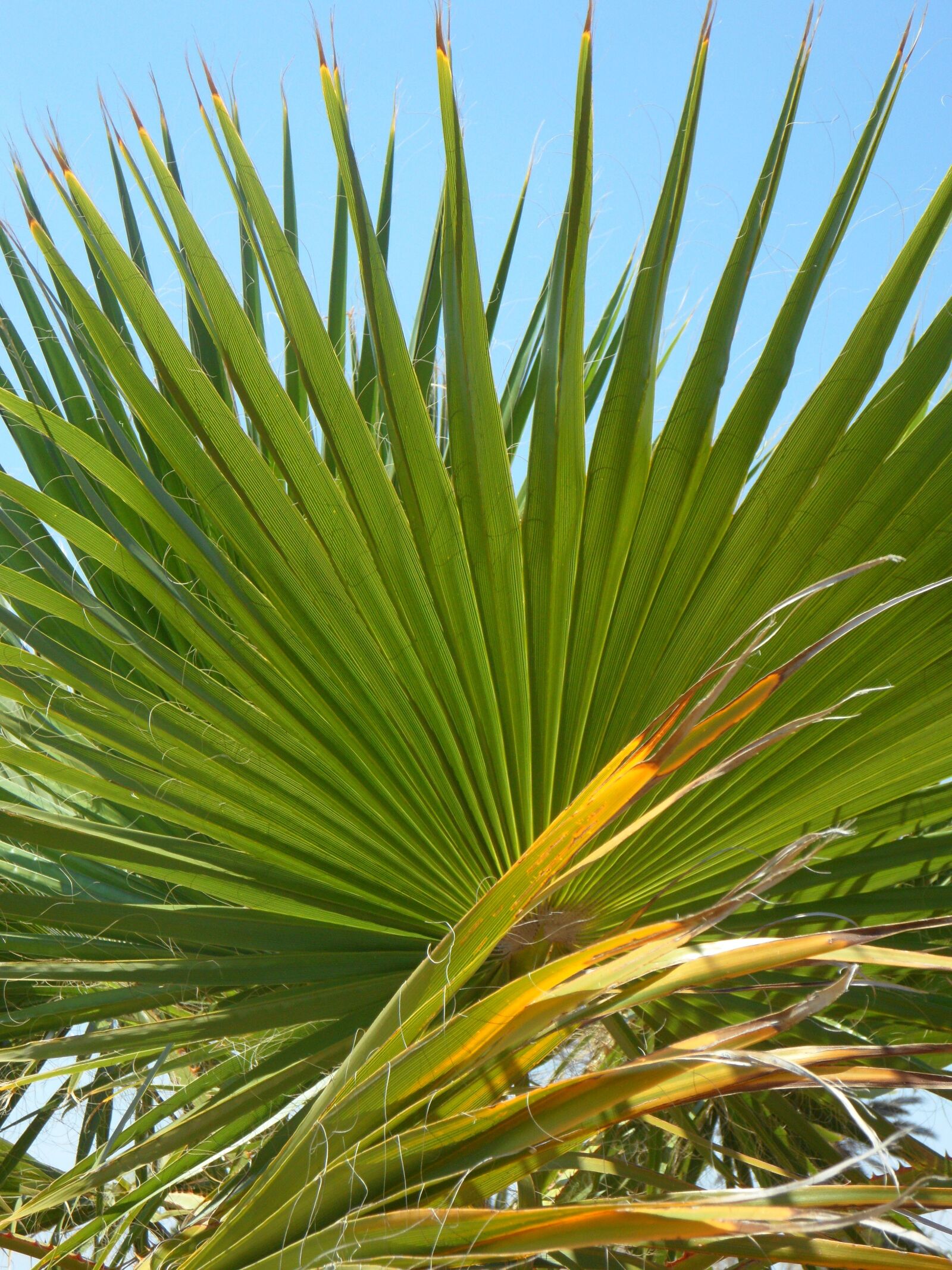 Samsung VLUU WB210, SAMSUNG WB210 sample photo. Fan palm, palm leaf photography