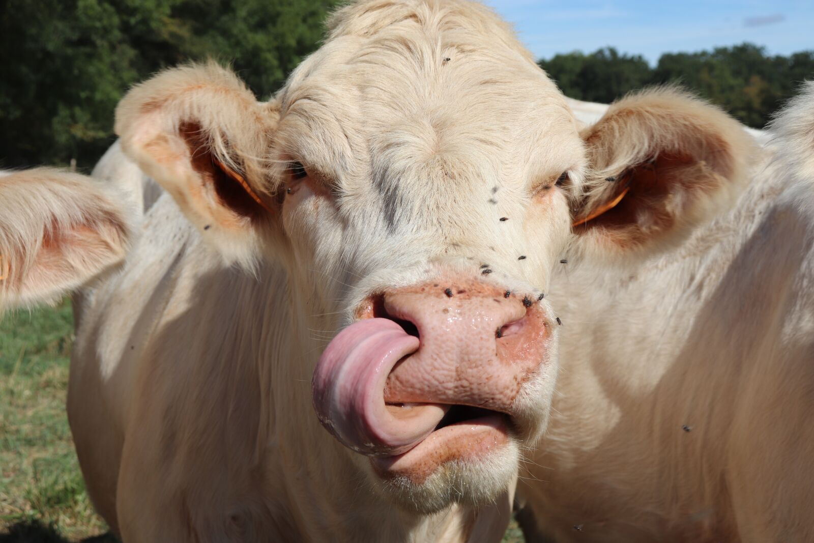 Canon EOS 800D (EOS Rebel T7i / EOS Kiss X9i) sample photo. Cows, farm animals, beige photography