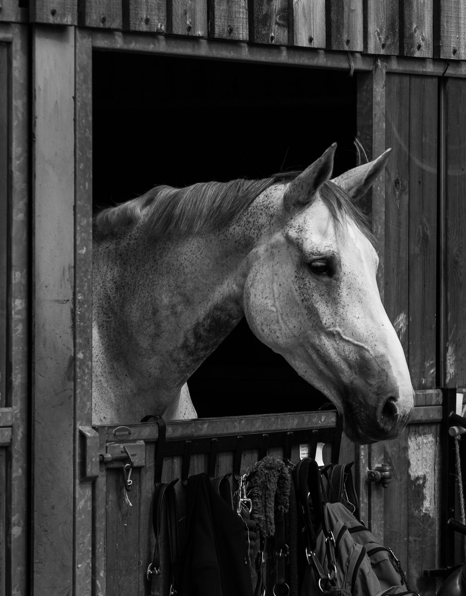 Canon EF 70-200mm F4L USM sample photo. Equestrian, horse, competition photography