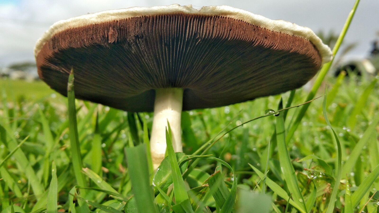 Samsung Galaxy Note4 sample photo. Mushroom, fungus, braun photography