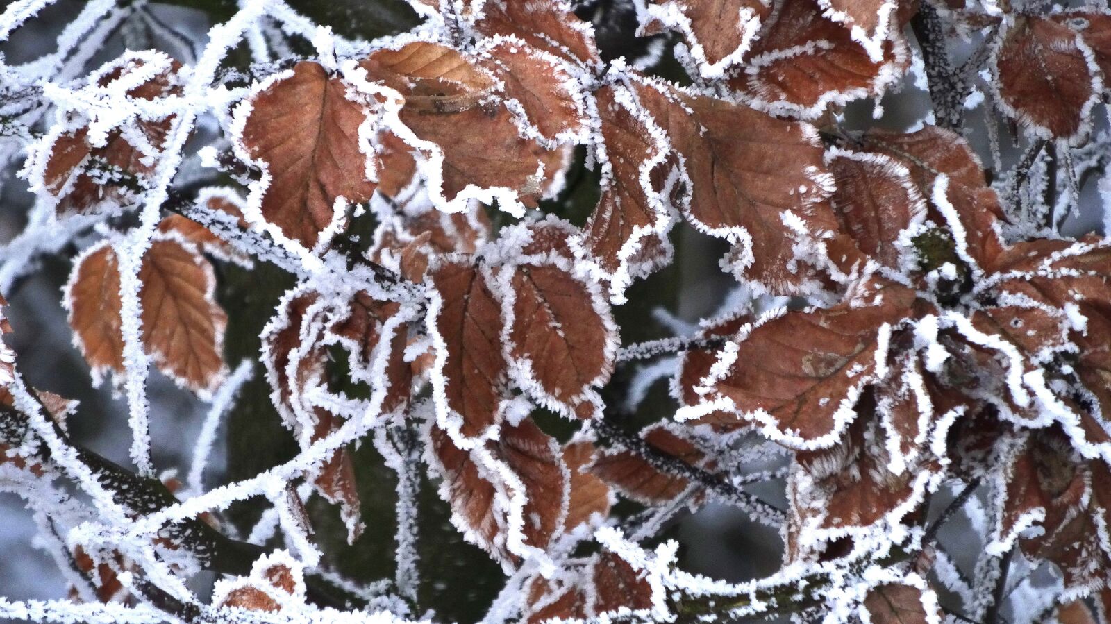 Sony Cyber-shot DSC-WX300 sample photo. Leaves, frozen, hoarfrost photography