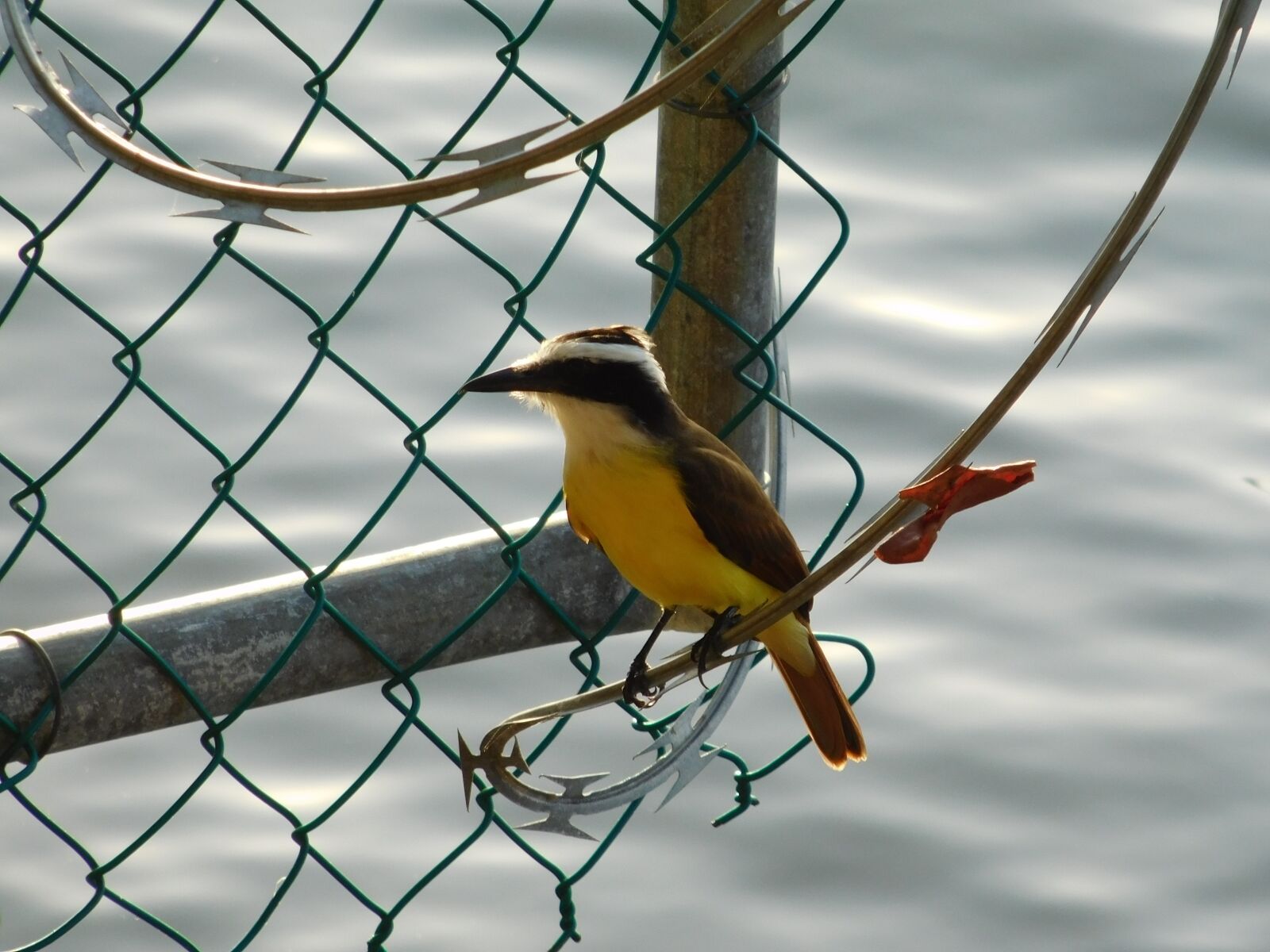 Nikon Coolpix L840 sample photo. Nature, birds, animals photography