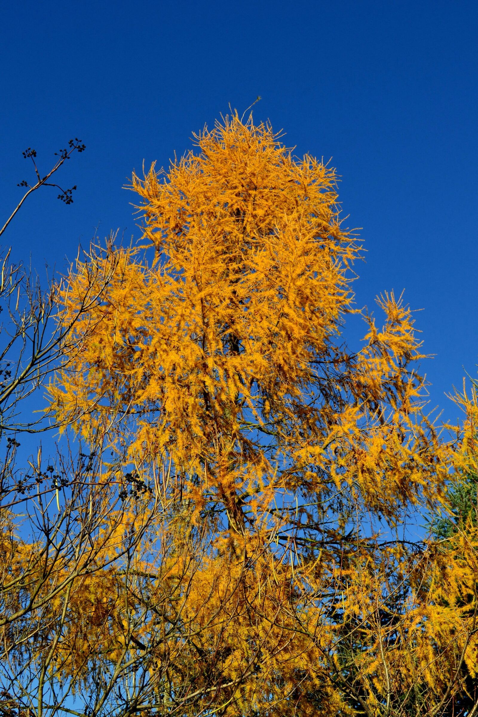 Nikon D3100 sample photo. Tree, yellow leaves, poland photography