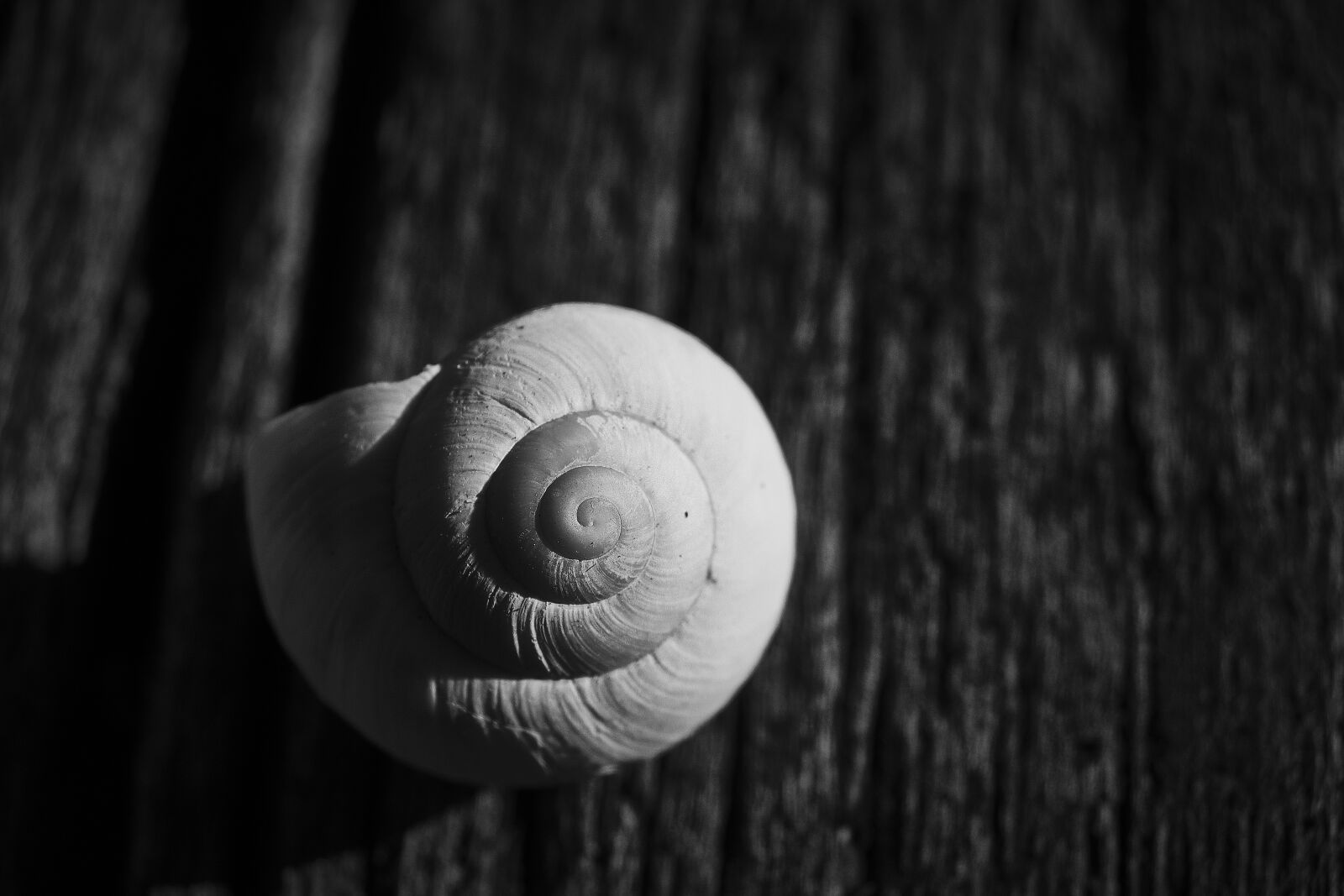 Fujifilm XF 18-55mm F2.8-4 R LM OIS sample photo. Shell, snail, comfort zone photography