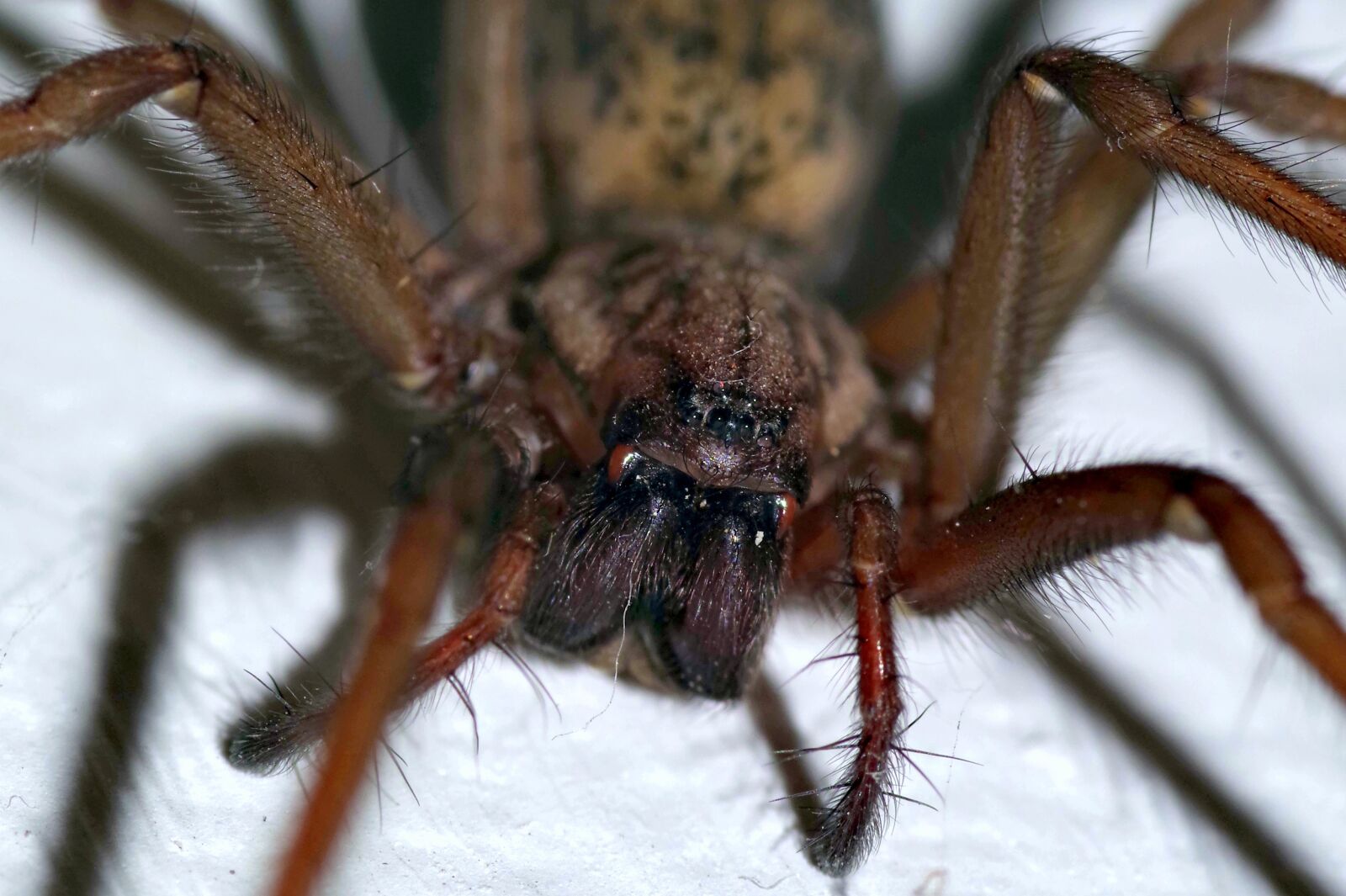 Pentax K-S2 sample photo. Spider, tegenaria domestica, terrible photography