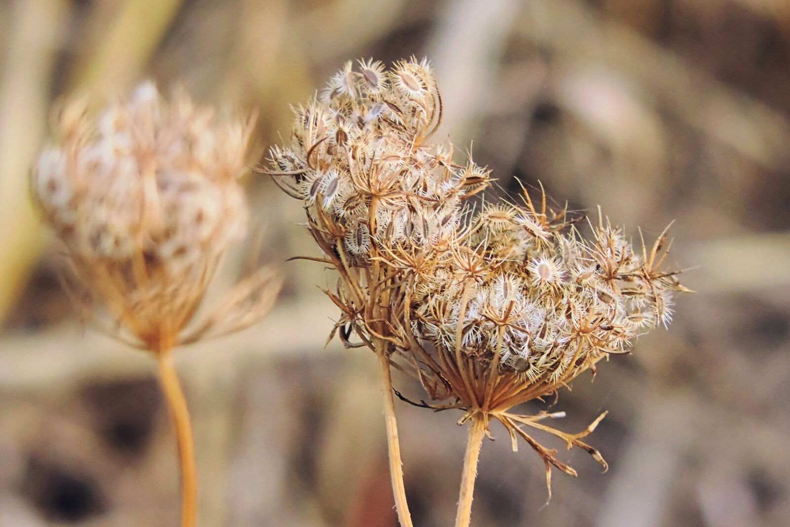 Nikon Coolpix P520 sample photo. Autumn, nature, wild-carrot photography