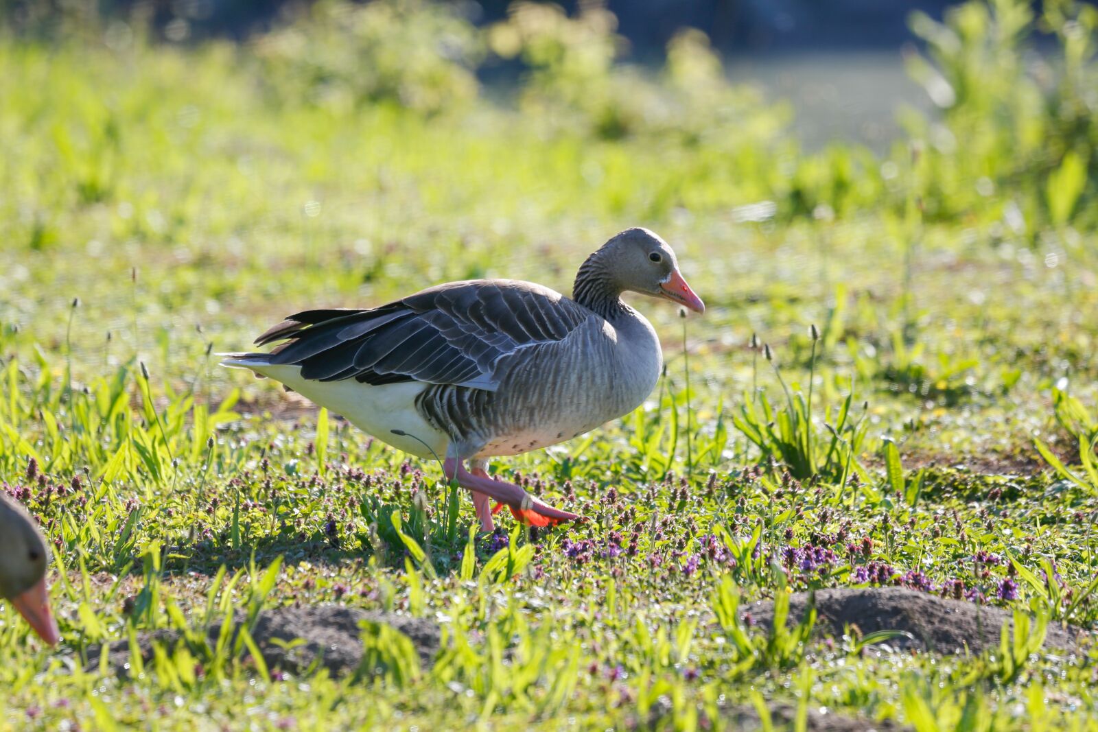 Canon EOS 5D Mark III + Canon EF 100-400mm F4.5-5.6L IS USM sample photo. Geese, grey geese, birds photography