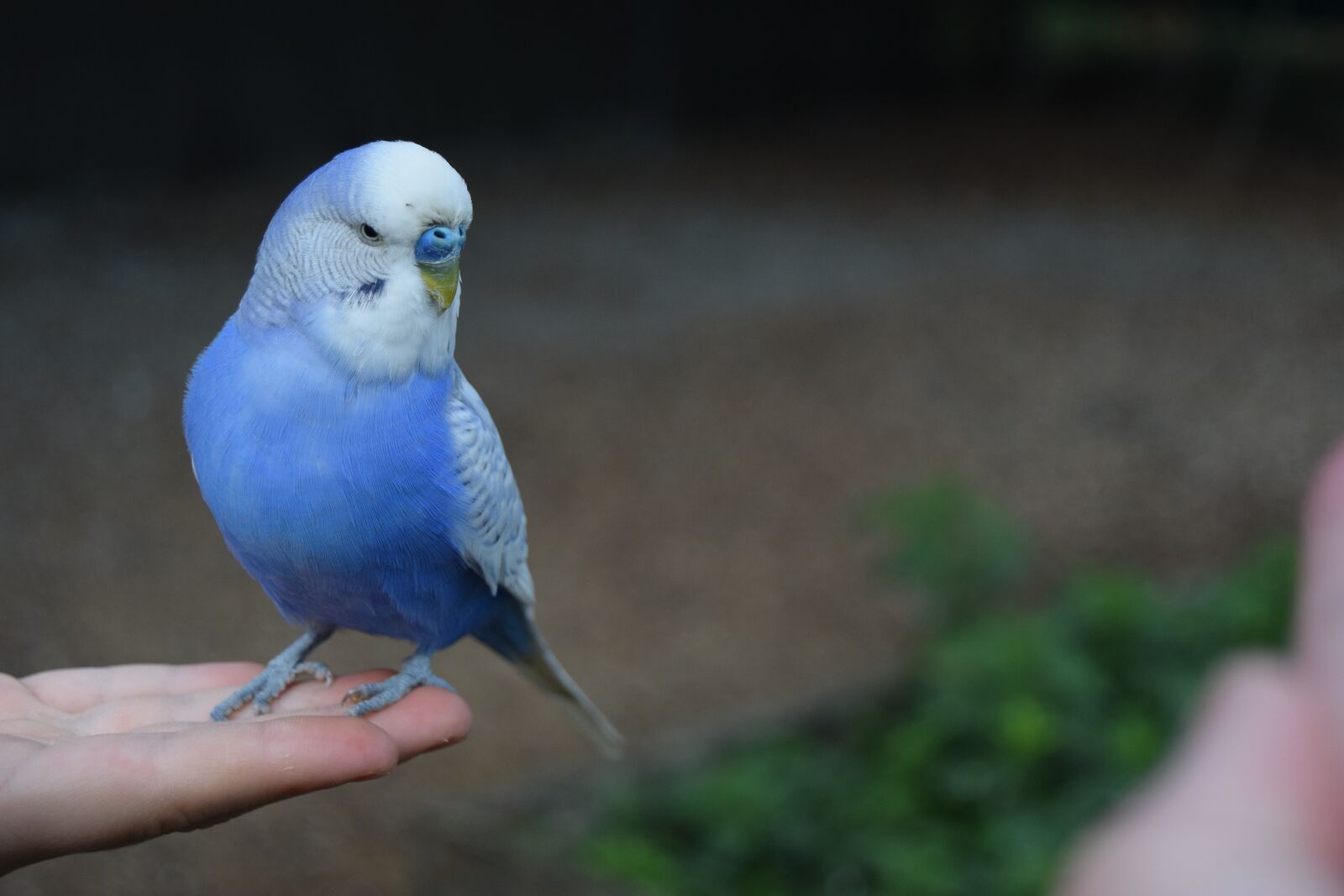 Nikon D3300 sample photo. Parakeet, cute, bird photography