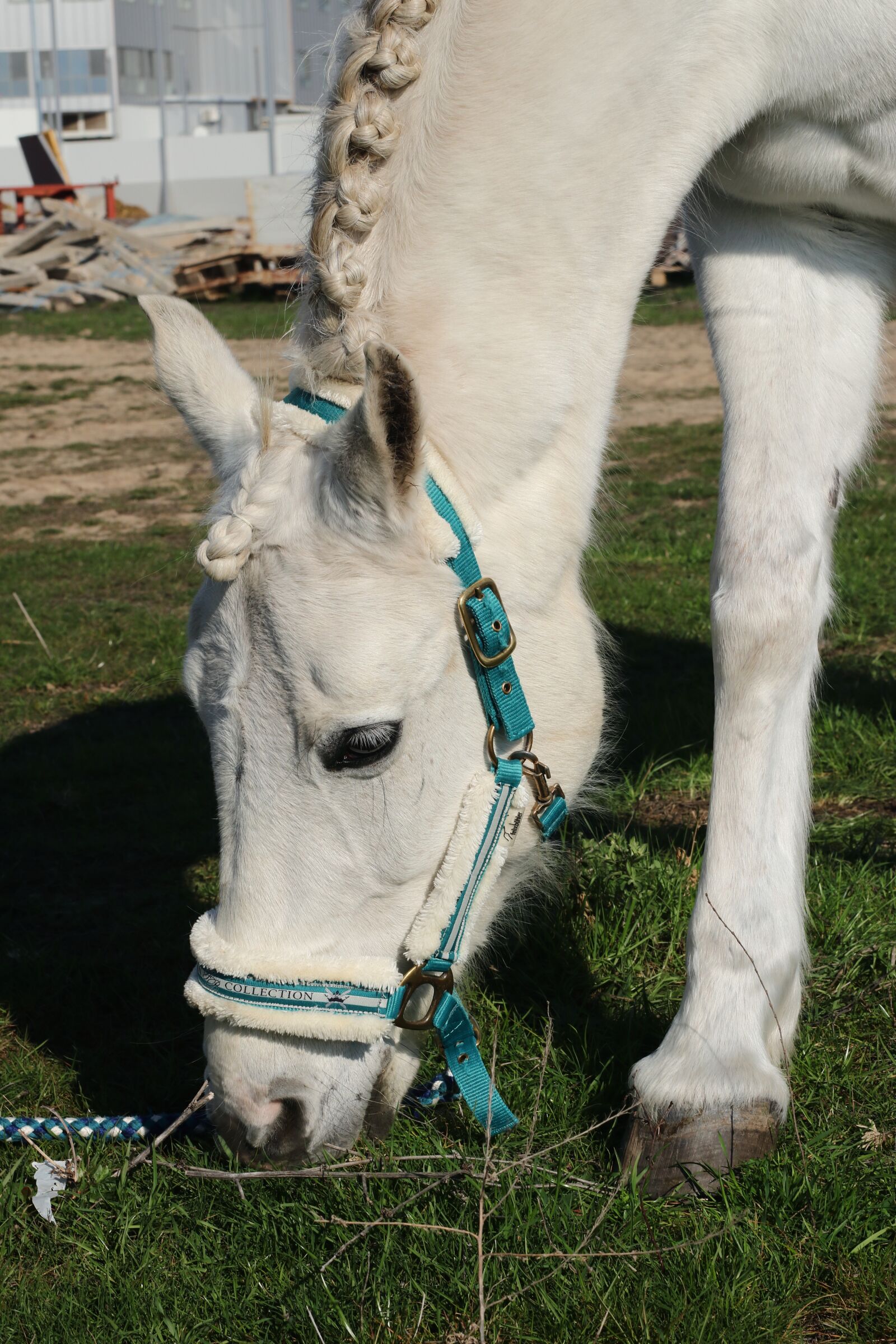 Canon EOS 77D (EOS 9000D / EOS 770D) sample photo. Horse, white, portrait photography