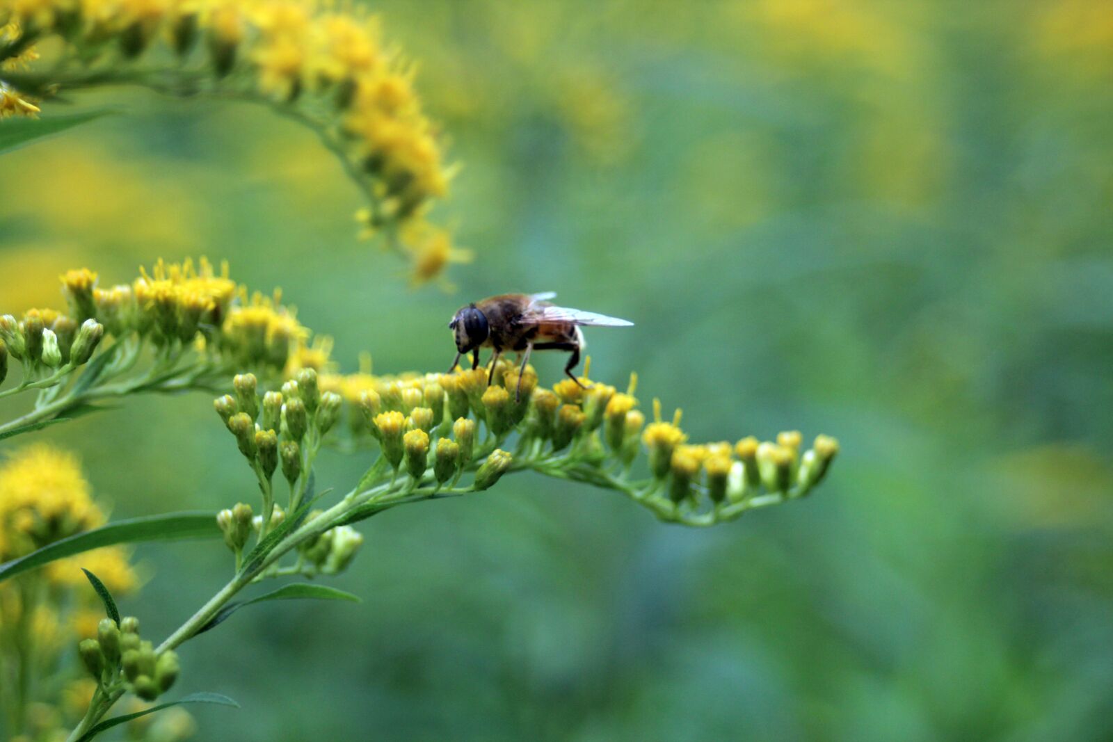Canon EF 28-80mm f/3.5-5.6 sample photo. Bloom, blossom, bloom photography