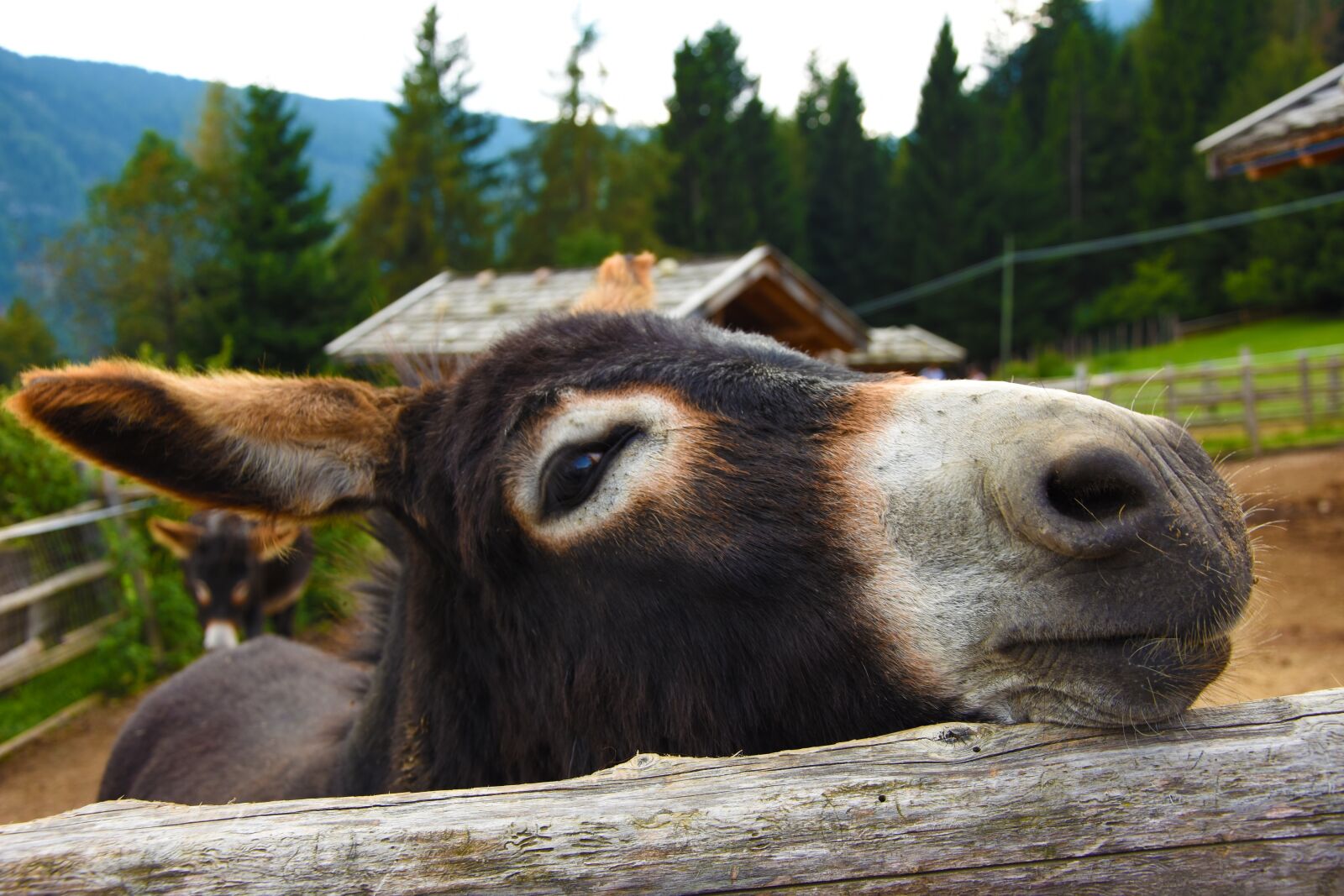 Nikon D7200 sample photo. Donkey, animal, beast of photography