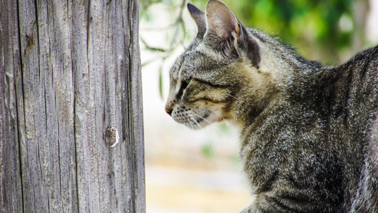 Canon PowerShot SX400 IS sample photo. Cat, stray, young photography