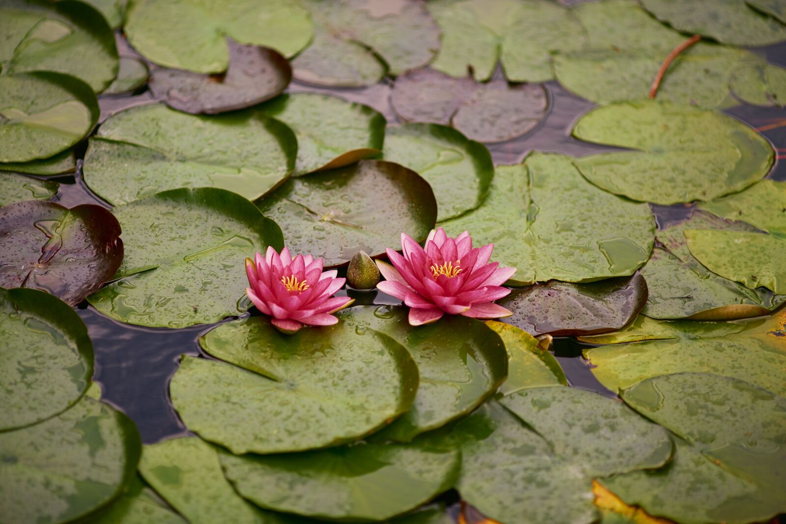 Canon EF 135mm F2L USM sample photo. Water lily, pond, lily photography