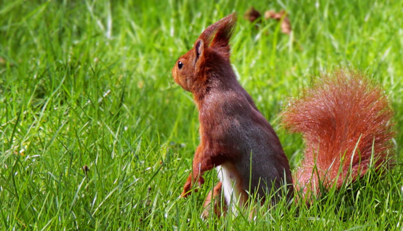 Canon EOS 100D (EOS Rebel SL1 / EOS Kiss X7) sample photo. Green grass, cute, squirrel photography