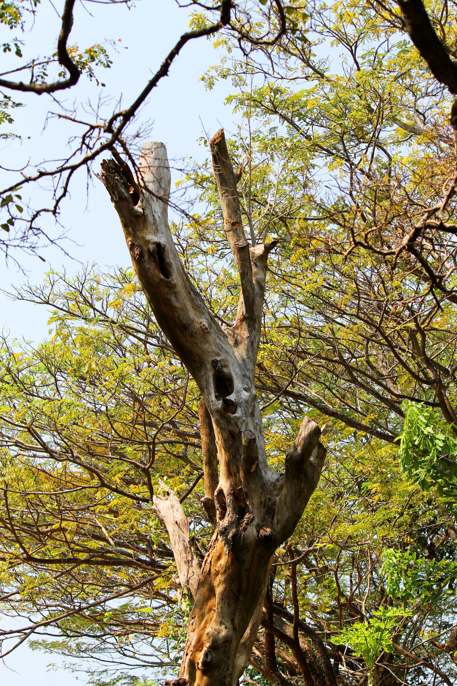Canon EOS 1100D (EOS Rebel T3 / EOS Kiss X50) sample photo. Dry tree, landscape, tree photography