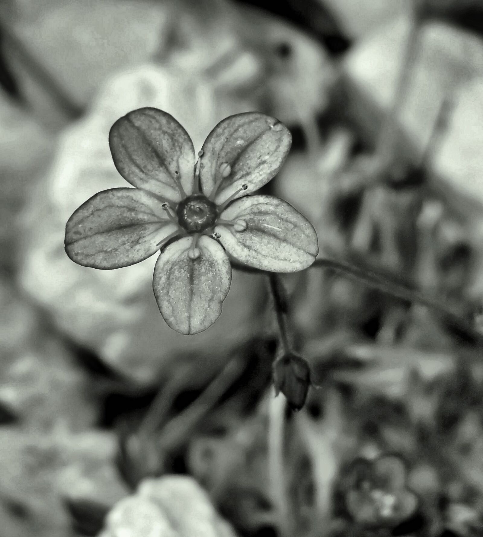 Nikon Coolpix P510 sample photo. Flower, fragile, grey photography