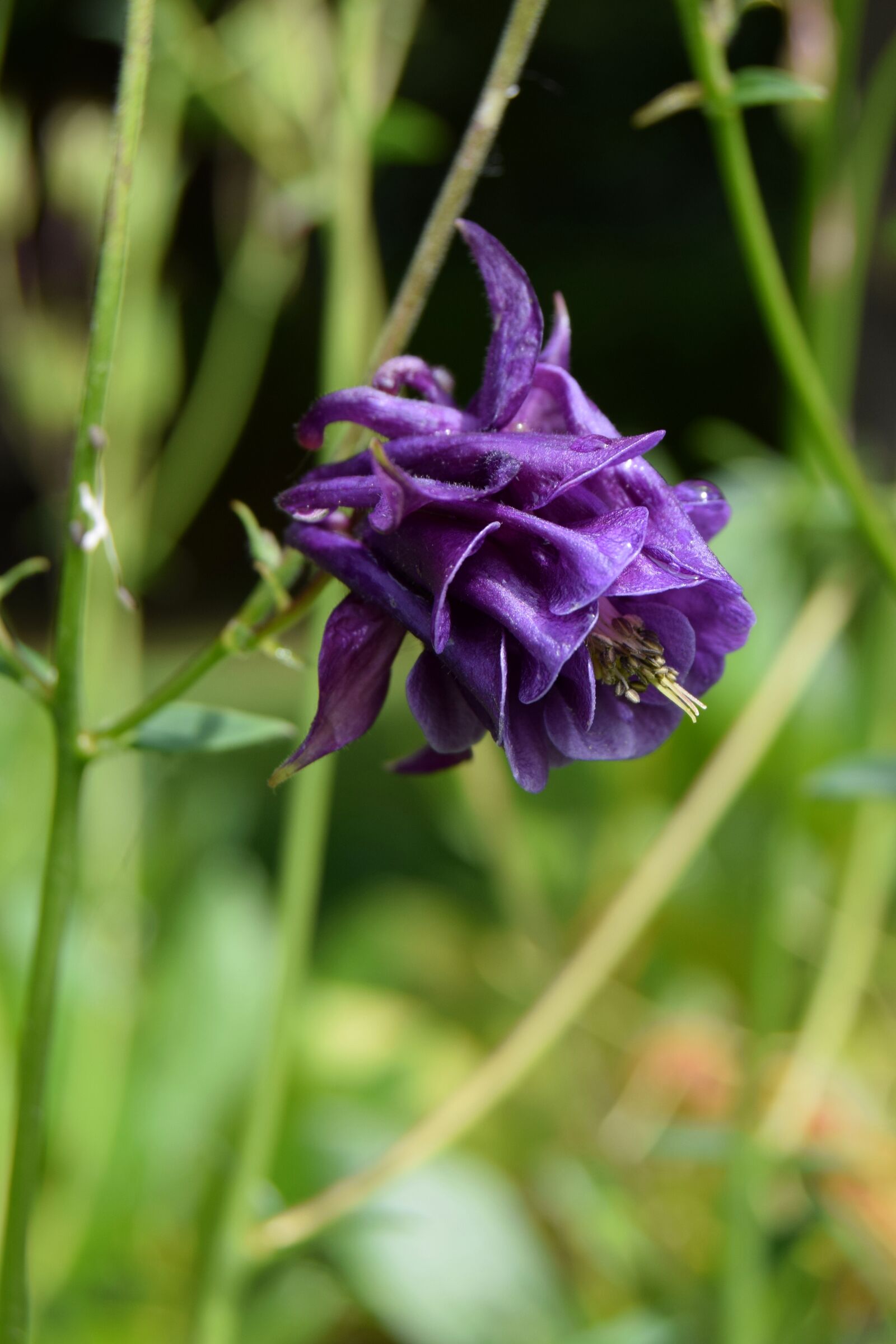 Nikon D3300 sample photo. Columbine, flower, violet photography