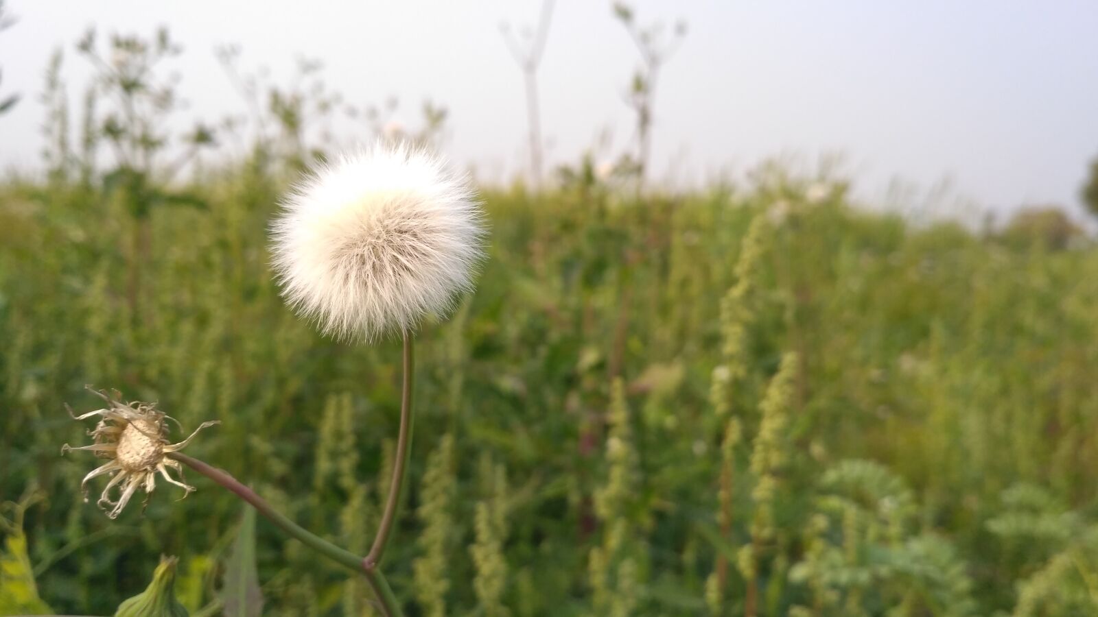 Xiaomi Redmi 3S sample photo. Flower, green, nature photography
