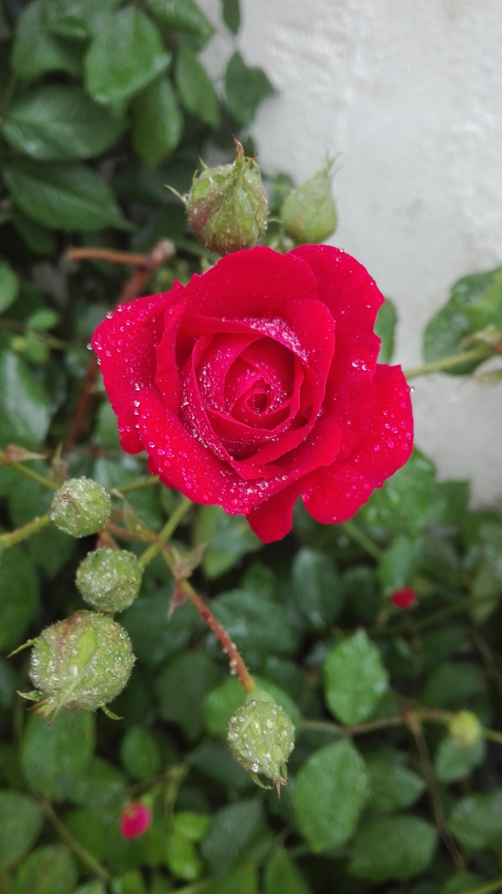 HUAWEI P8 Lite sample photo. Rose, waterdrops, red photography
