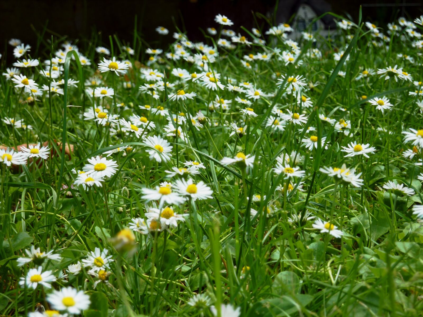Panasonic DMC-TZ7 sample photo. Daisy, daisies, meadow photography