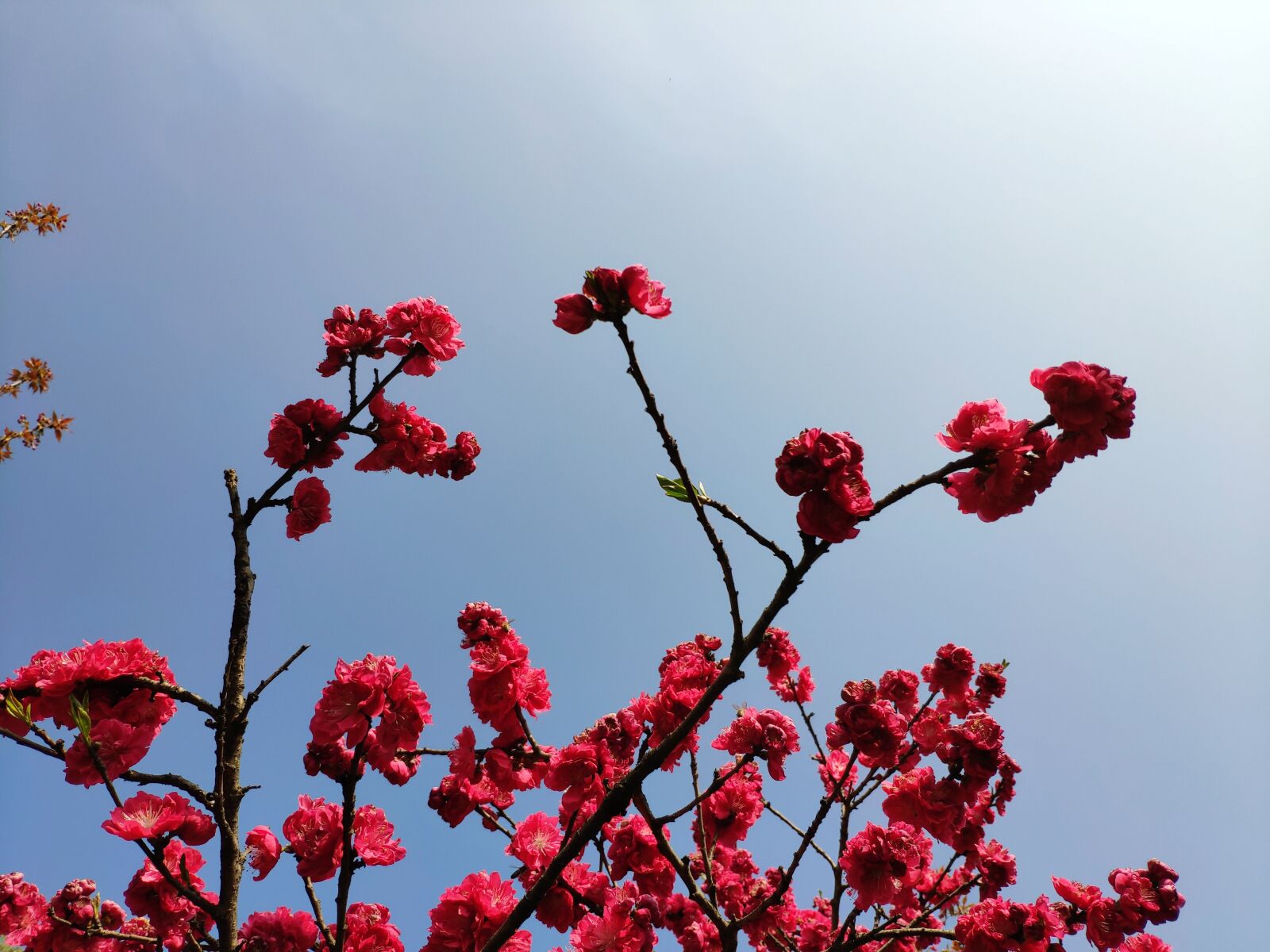 Xiaomi MI 8 sample photo. Flower, red, cherry blossom photography