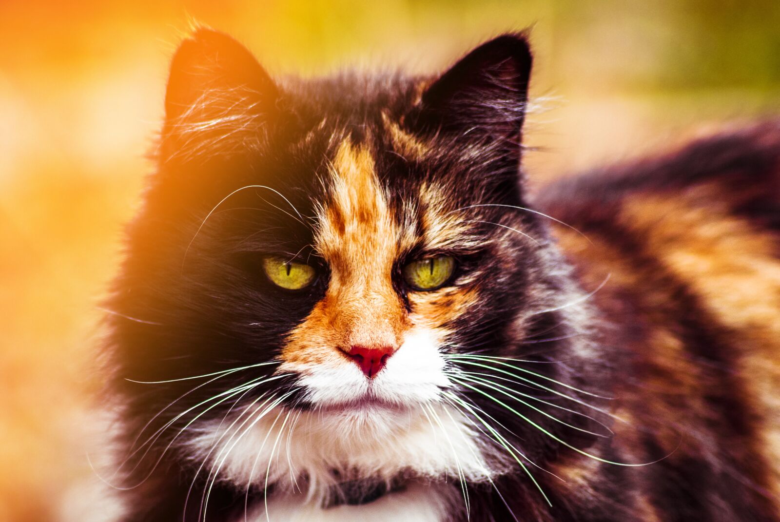 Nikon D60 sample photo. Cat, tortoiseshell, feline photography