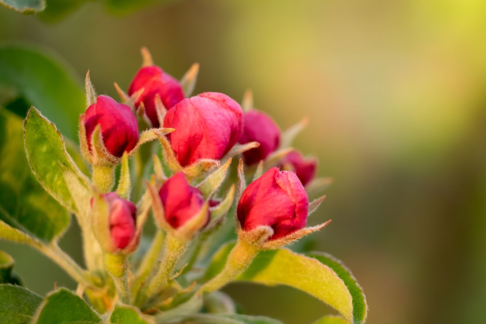Fujifilm XF 55-200mm F3.5-4.8 R LM OIS sample photo. Bud, flower, apple photography