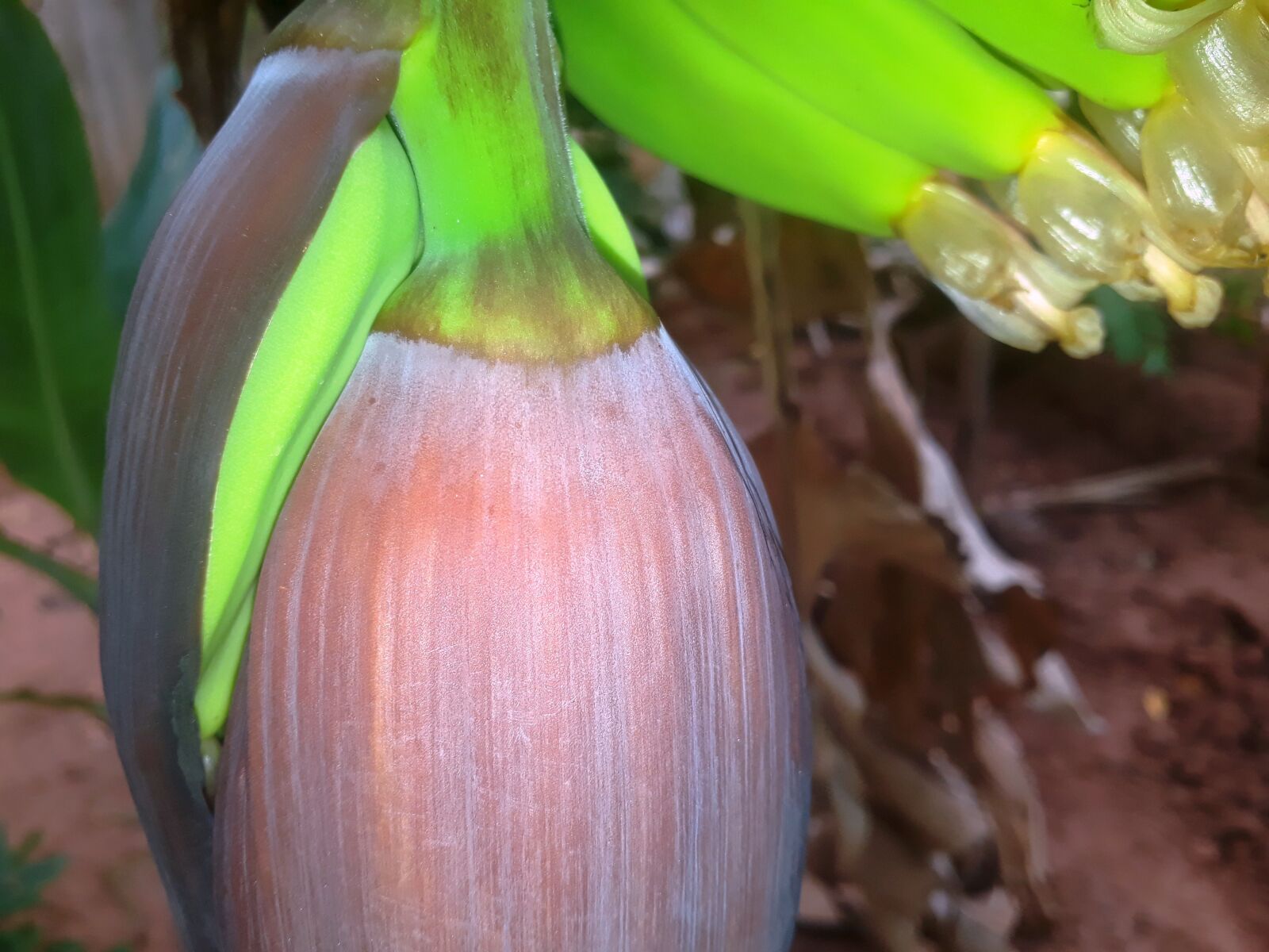 Samsung Galaxy J7 Prime sample photo. Landscape, planting, nature photography