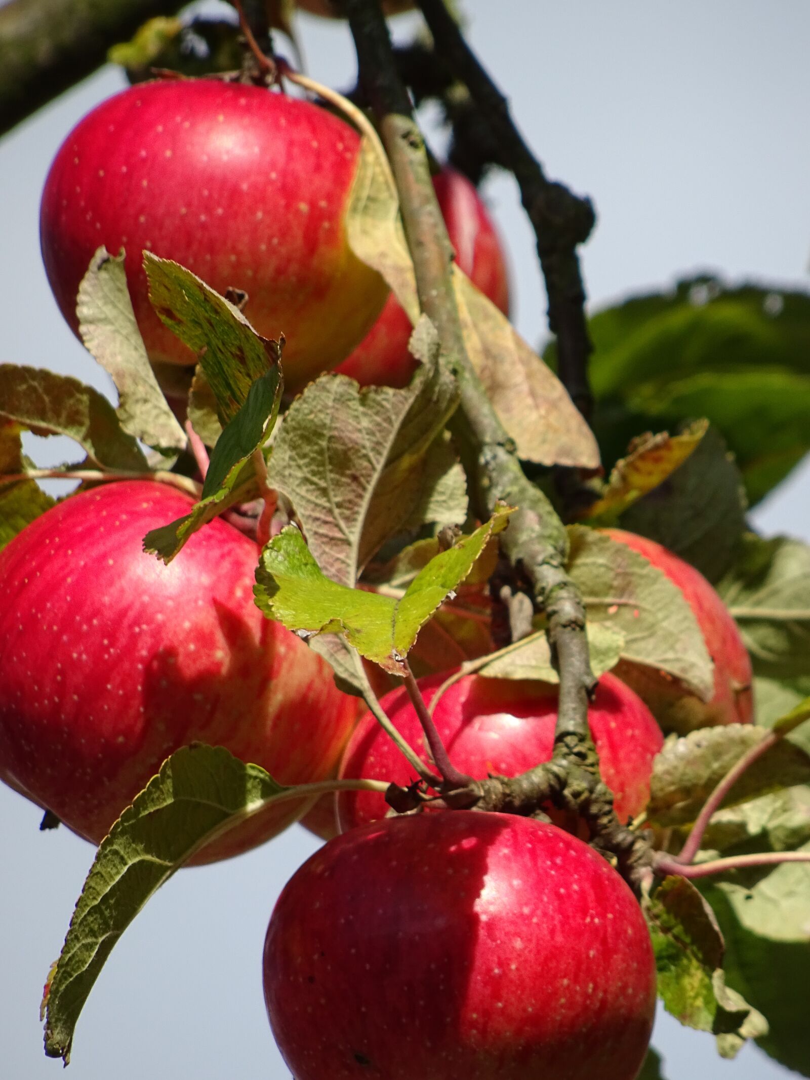 Sony DSC-HX60 sample photo. Apple, red, autumn photography