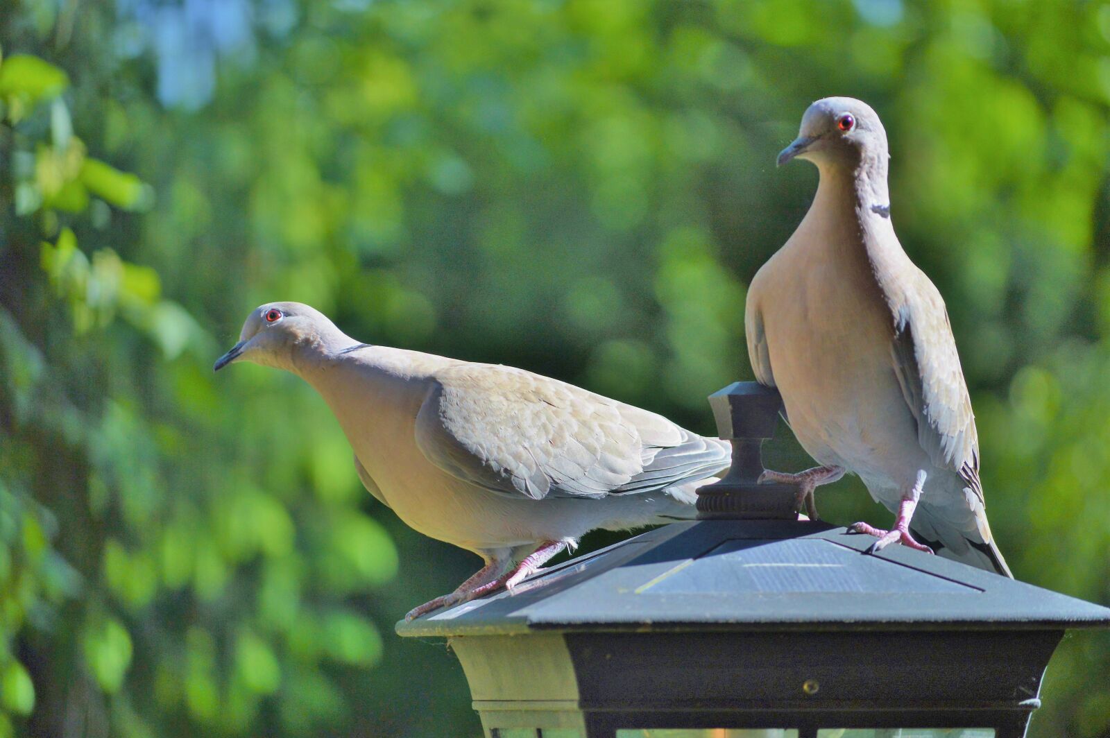 Nikon D3200 sample photo. Dove, bird, collared photography