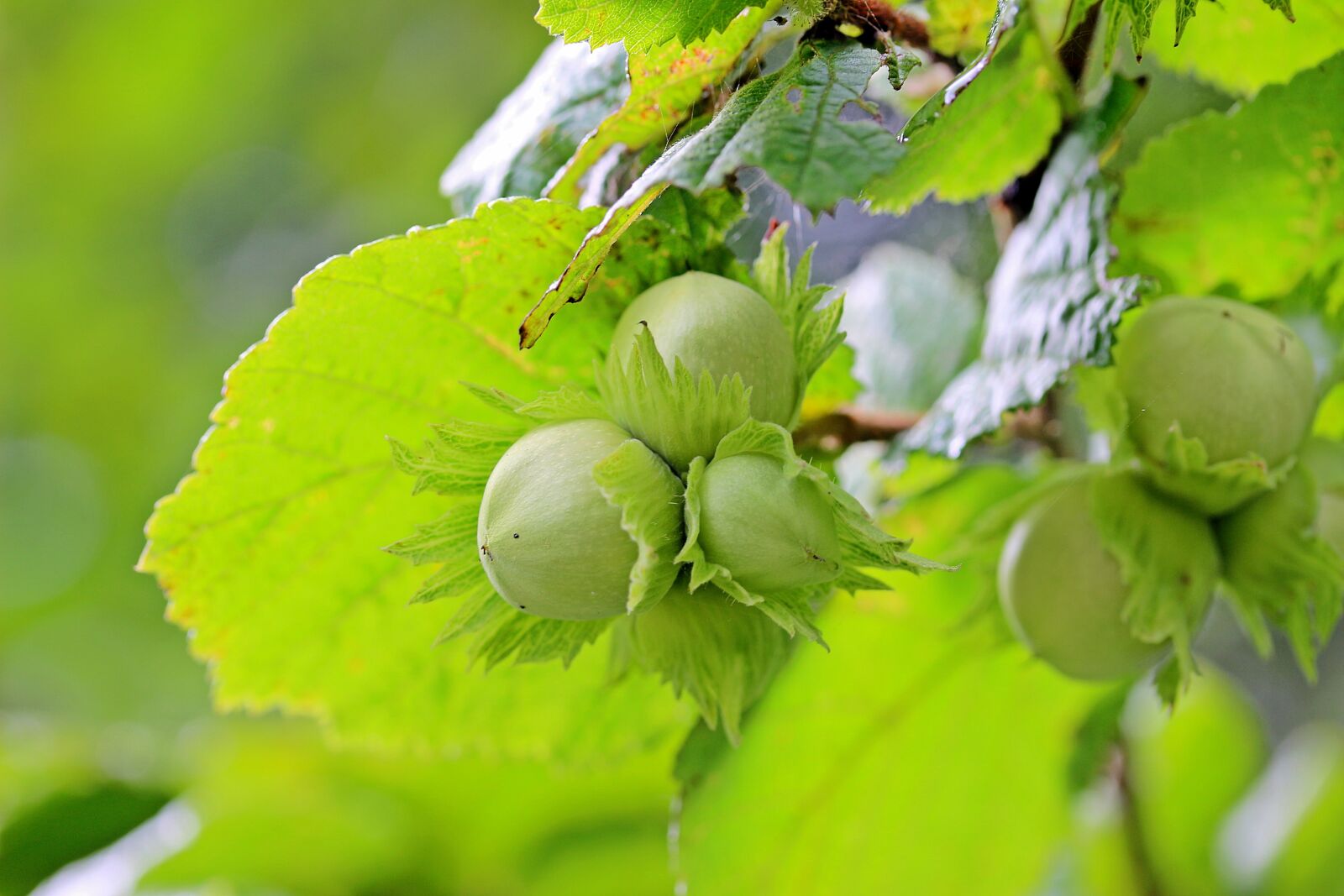 Canon EOS 650D (EOS Rebel T4i / EOS Kiss X6i) sample photo. Hazelnuts, common hazel, corylus photography