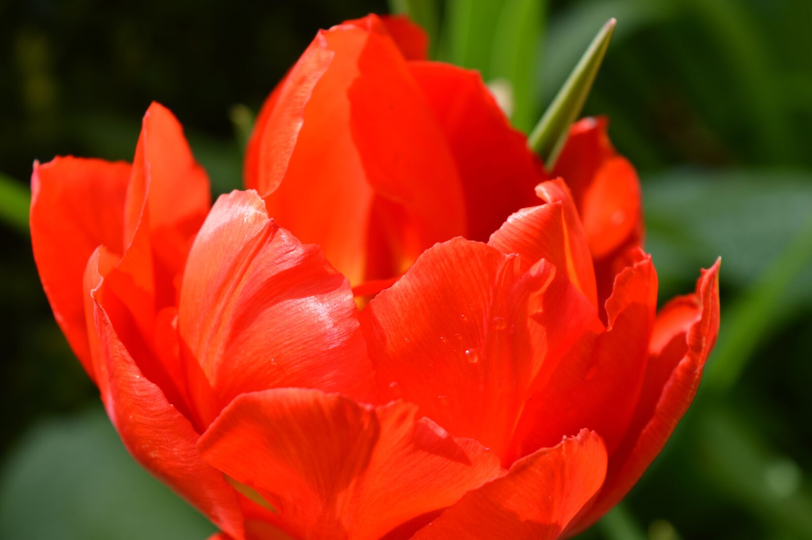 Nikon D3200 sample photo. Tulip, red, blossom photography