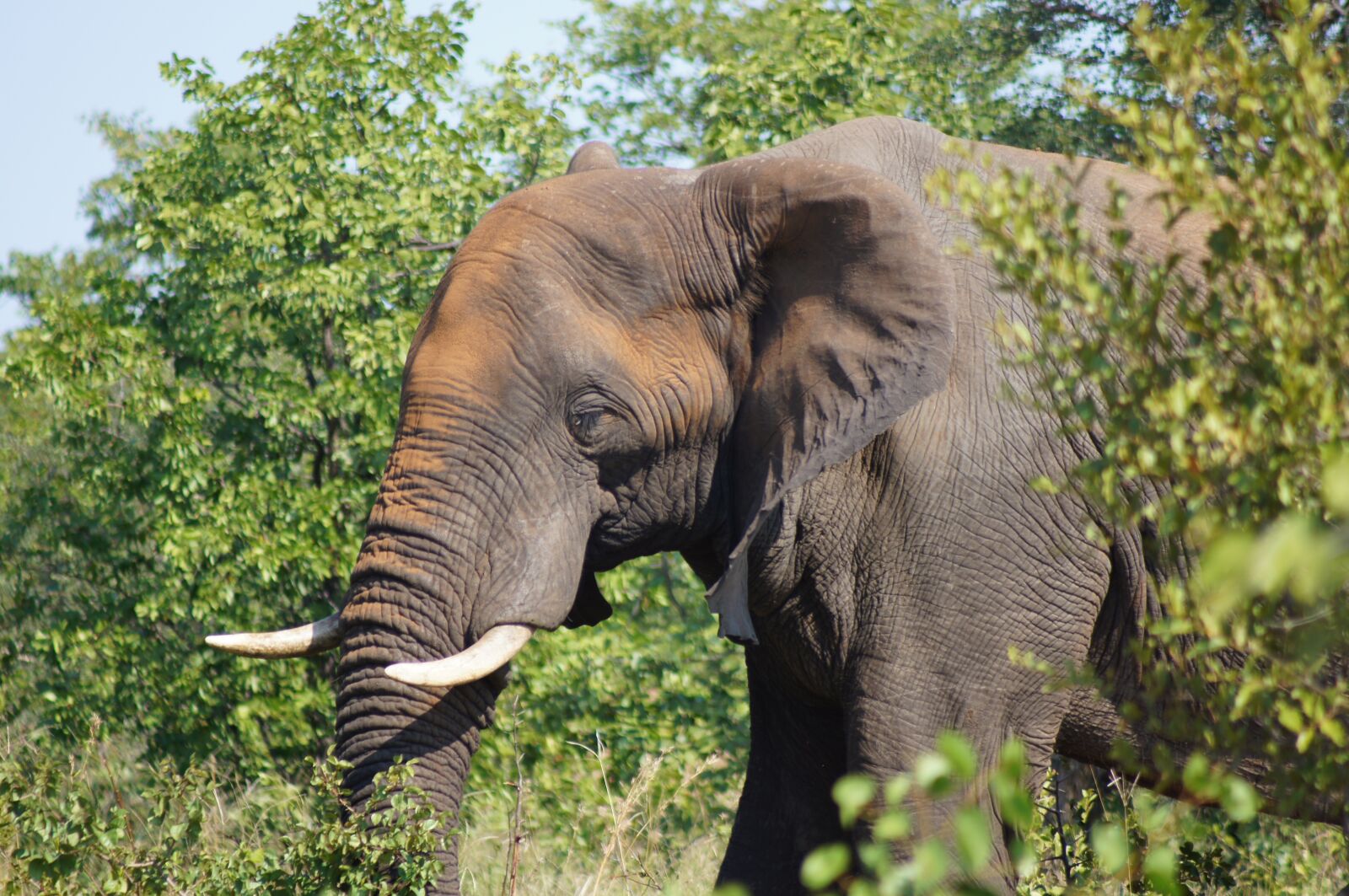 Sony SLT-A55 (SLT-A55V) sample photo. Elephant, africa, kruger photography