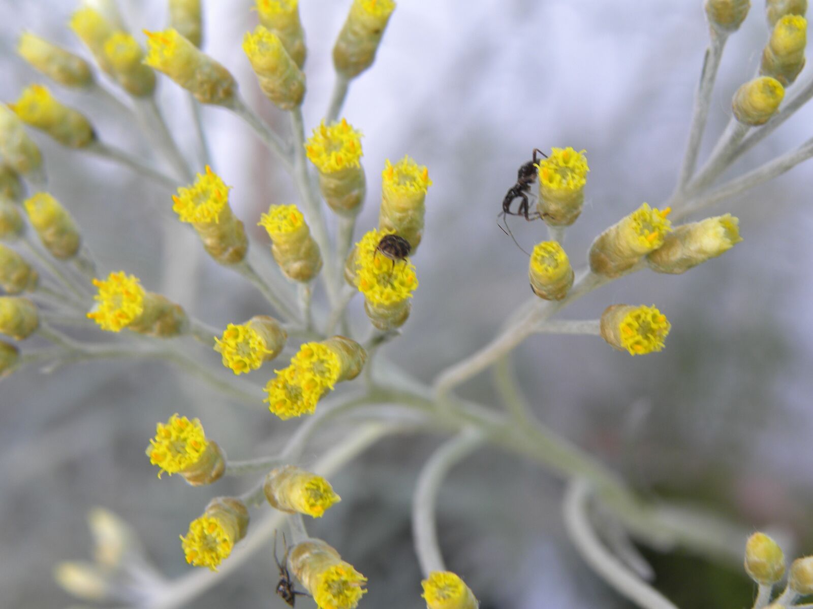 Nikon Coolpix P90 sample photo. Curry brush, flowers, yellow photography