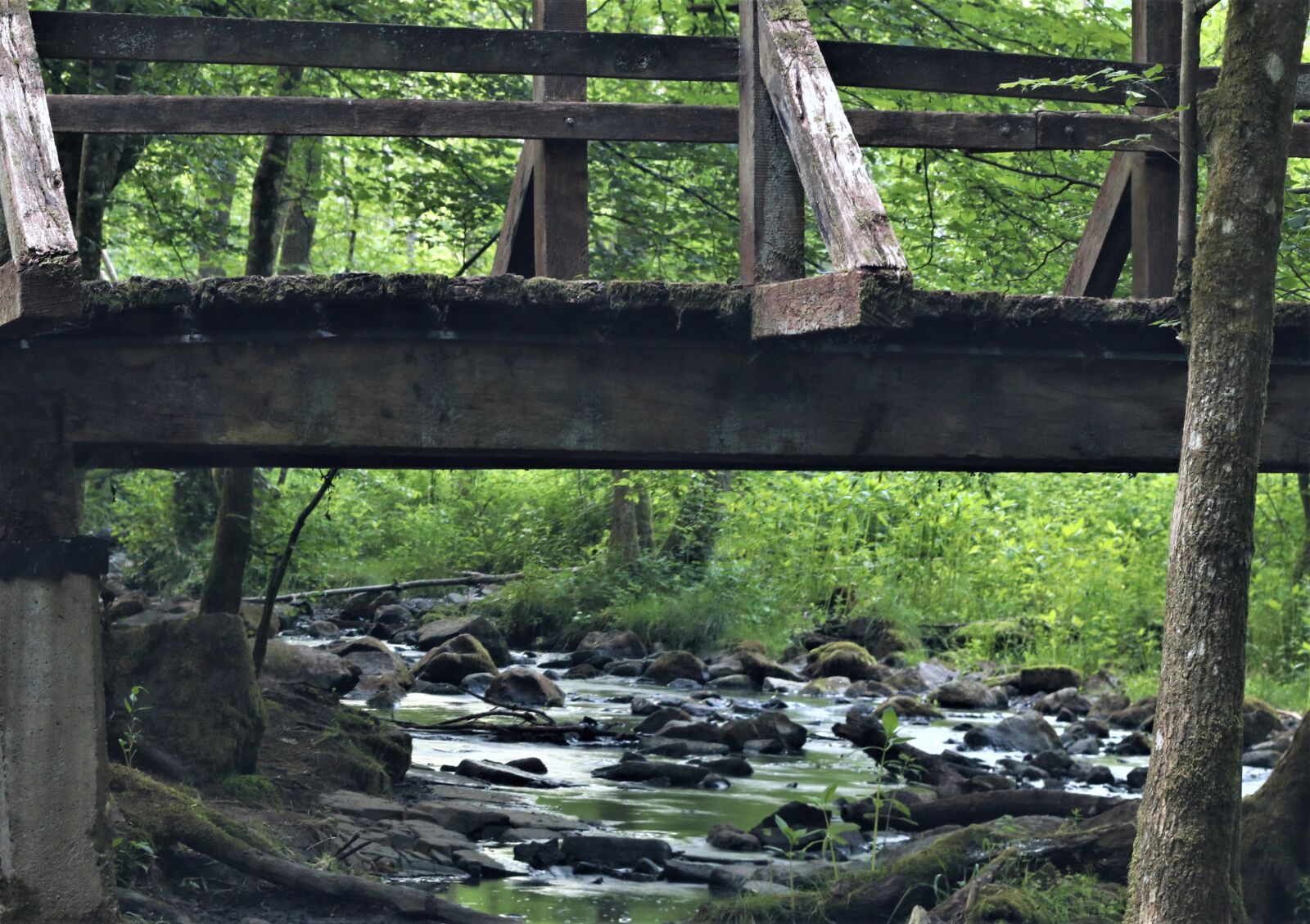 Canon EOS 80D sample photo. Wooden bridge, bach, nature photography