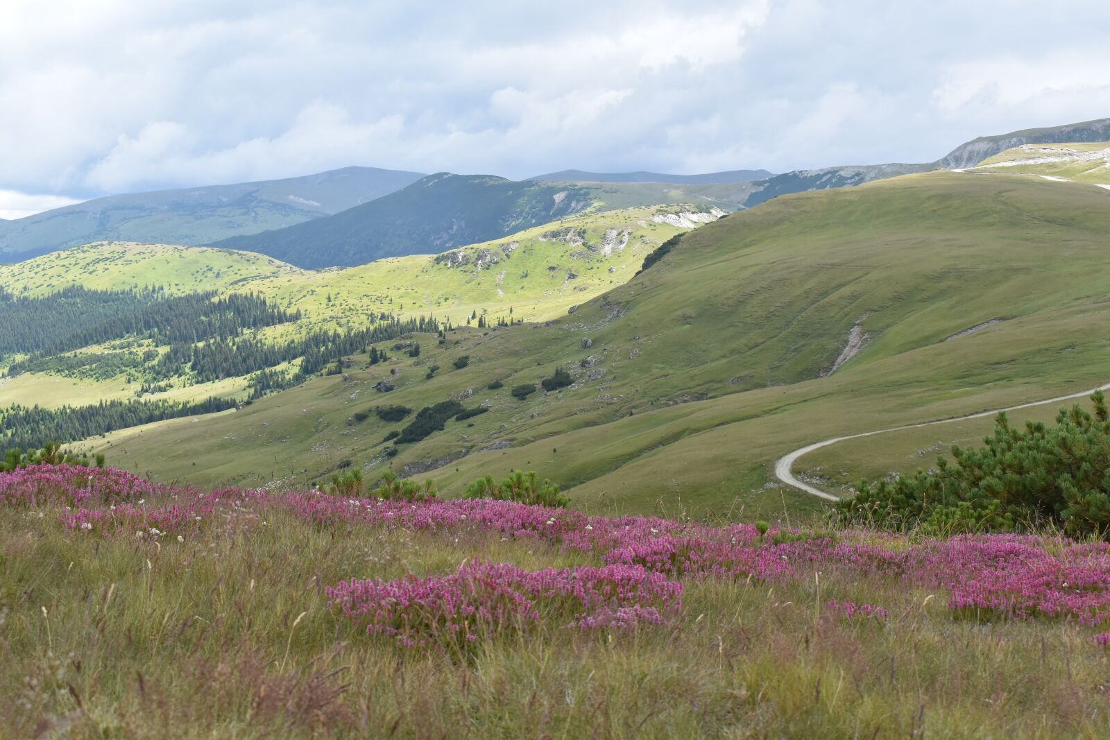 Nikon D5600 sample photo. Mountain road, mountain flowers photography