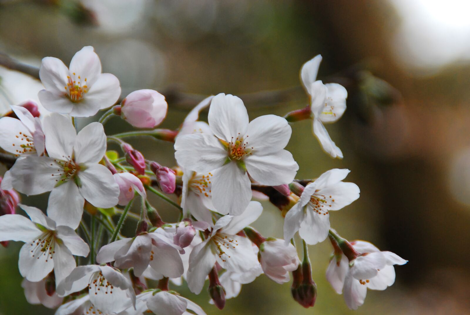 Nikon D40X sample photo. Sakura, flower, pink photography