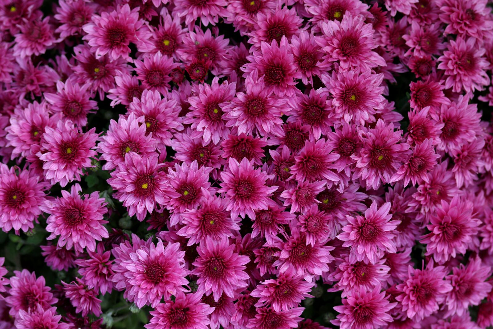 Canon EOS 7D Mark II + Canon EF-S 60mm F2.8 Macro USM sample photo. Chrysanthemum, mov, flower photography