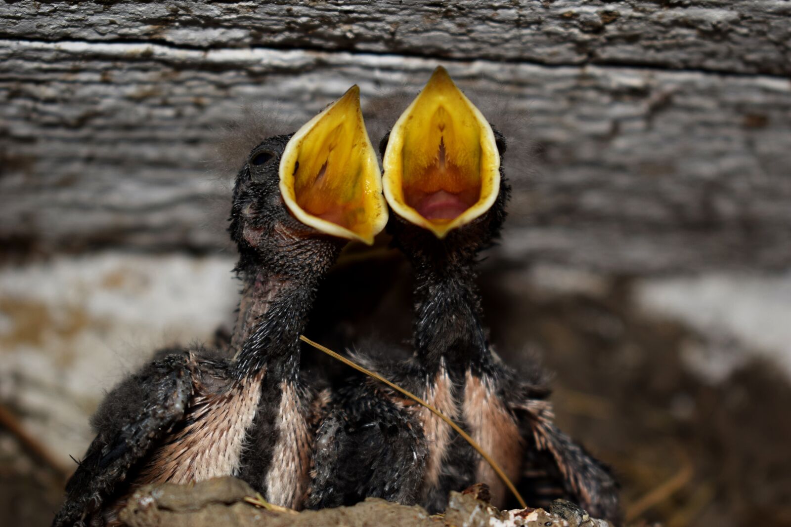 Nikon D3300 sample photo. Swallow, nestlings, bird photography