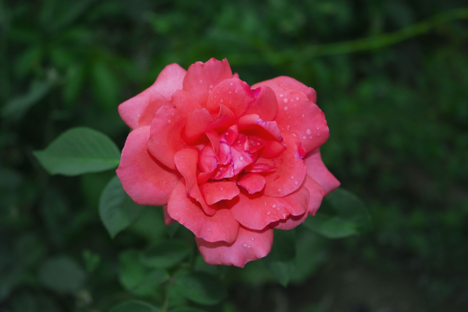 Canon EOS 600D (Rebel EOS T3i / EOS Kiss X5) sample photo. Rose, flowers, pink photography