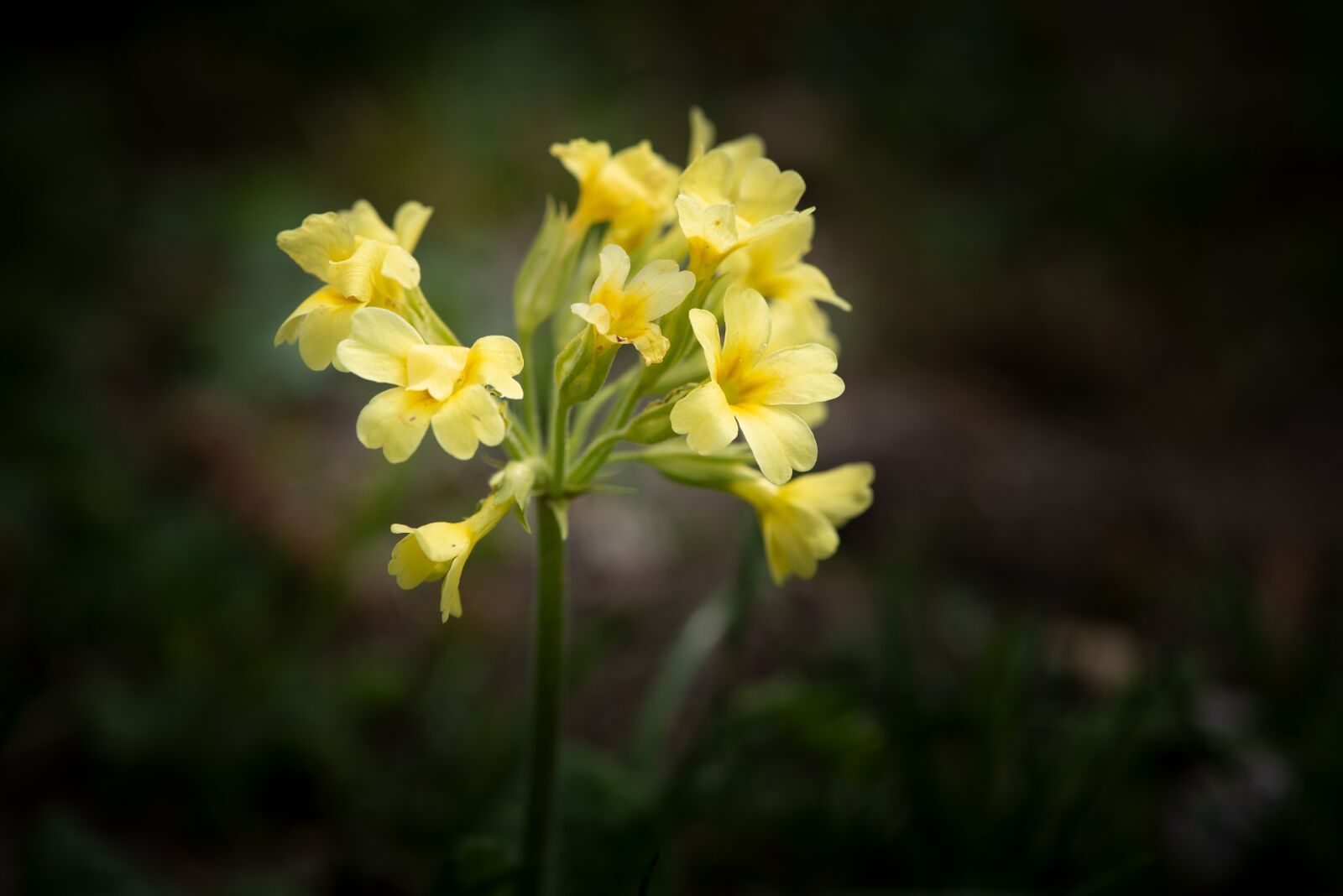 Nikon D750 sample photo. Cowslip, yellow, flowers photography