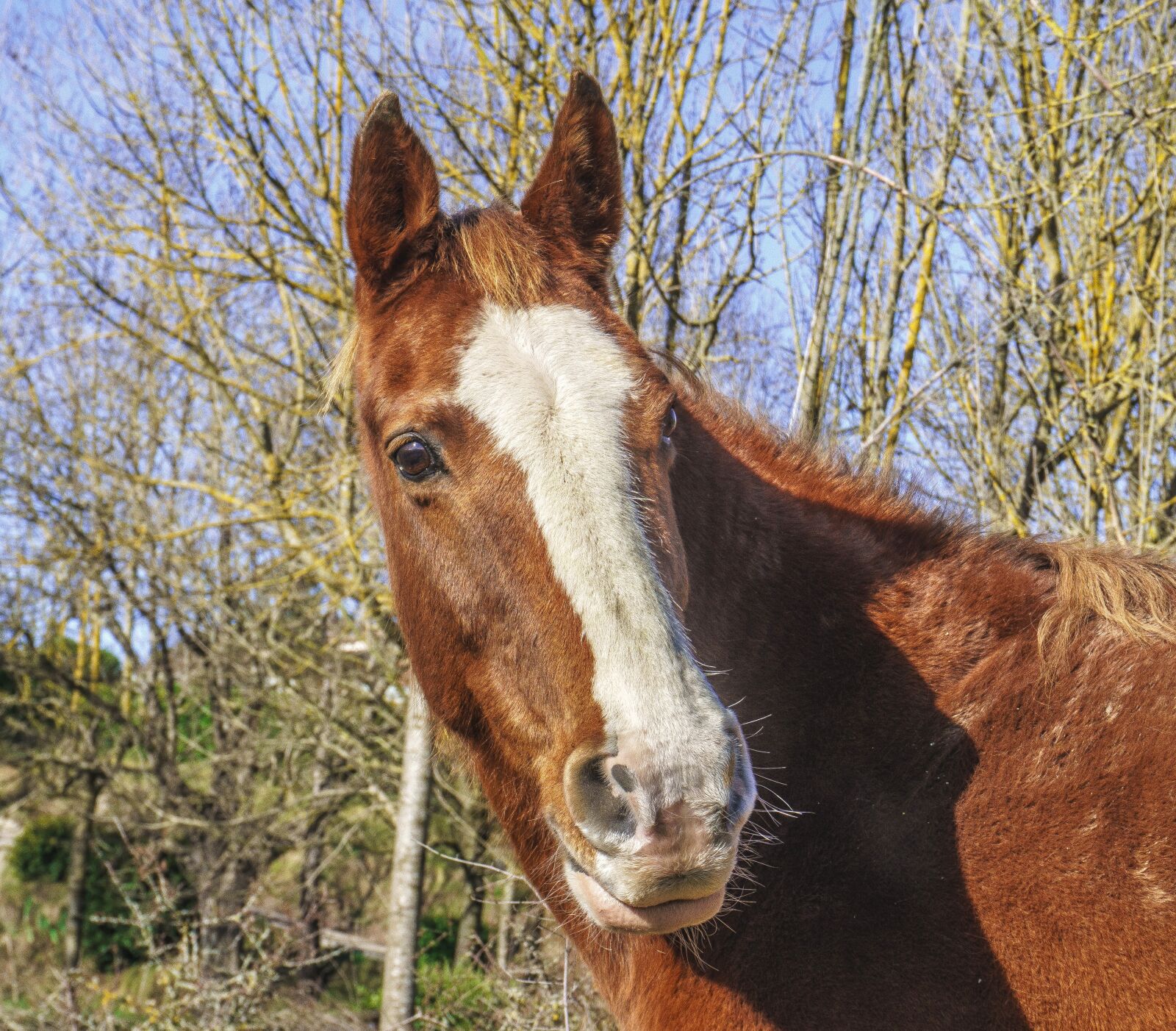Sony E 16-50mm F3.5-5.6 PZ OSS sample photo. Horse, brown, animalia photography