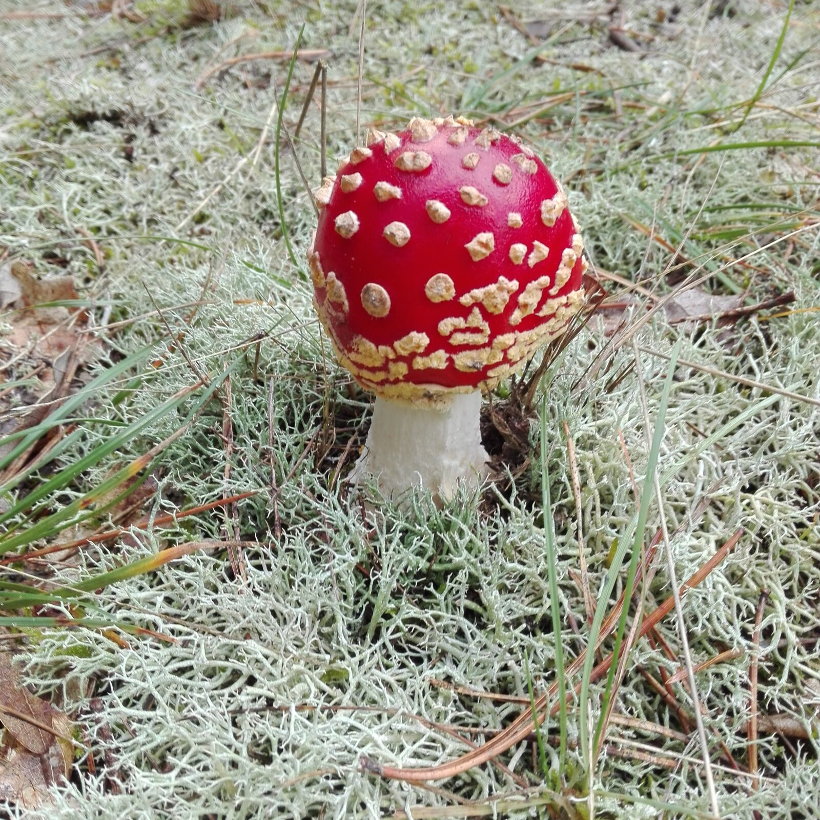 HUAWEI ALE-L21 sample photo. Fly agaric, mushroom, forest photography