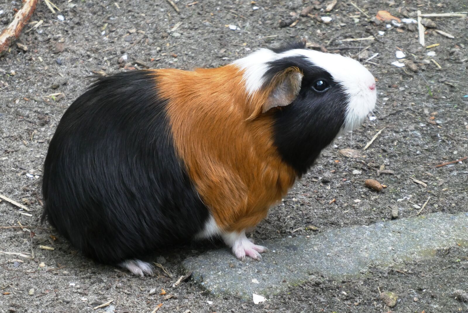 Panasonic Lumix DC-ZS70 (Lumix DC-TZ90) sample photo. Guinea pig, coat, head photography