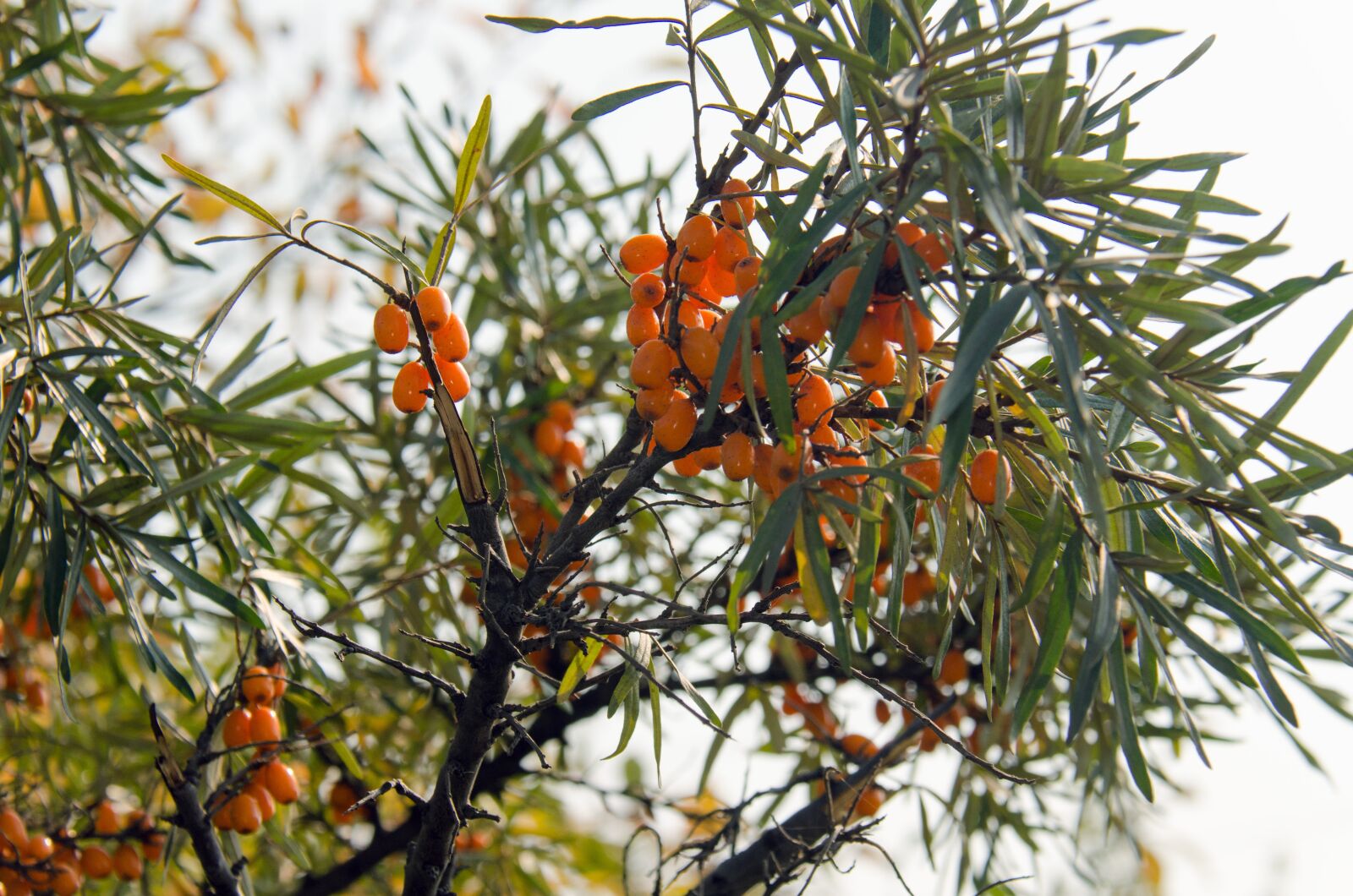 Nikon D7000 sample photo. Sea ​​buckthorn, shrub, berry photography
