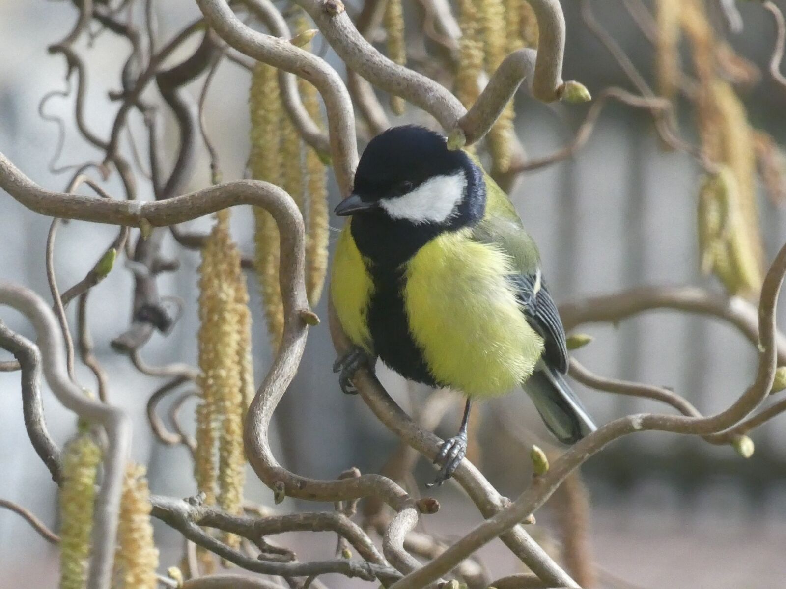 Panasonic DMC-TZ81 sample photo. Tit, bird, spring photography