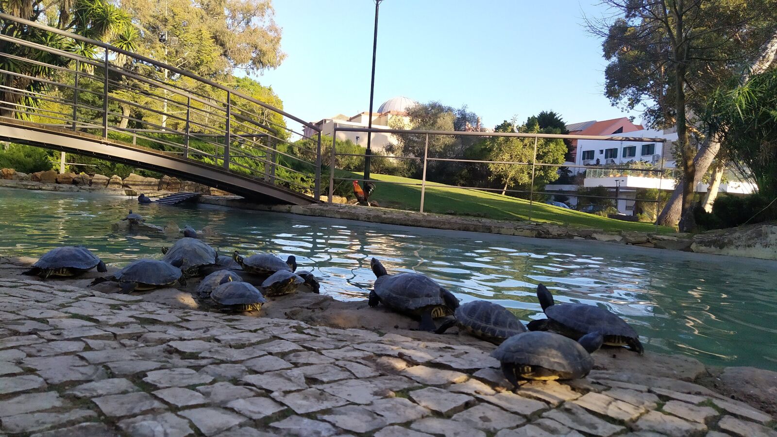 Xiaomi Redmi Note 7 sample photo. Tartarugas, agua, lago photography